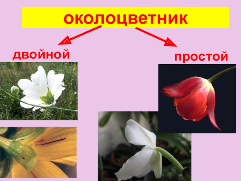 Околоцветник цветка состоит из. Кукуруза с двойным околоцветником. Околоцветник это в биологии 6 класс. Двойной околоцветник. Простой околоцветник.