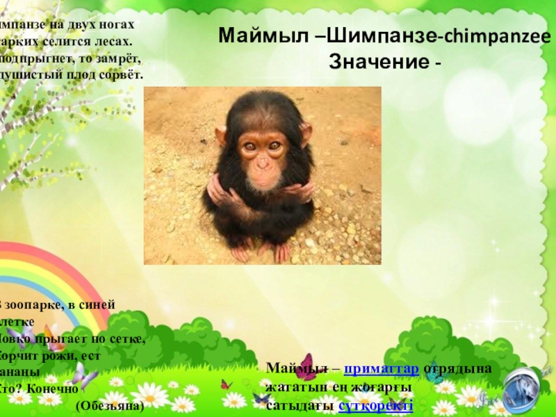 Маймыл –Шимпанзе-chimpanzee Значение -     Шимпанзе на двух ногах В жарких селится лесах. То