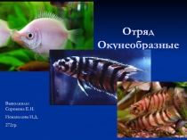 Презентация Биологии на тему Отряд Окунеобразные ( 5 класс)