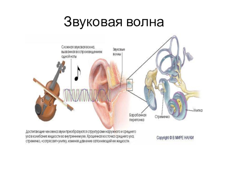 Анализатор слуха и равновесия презентация 8 класс