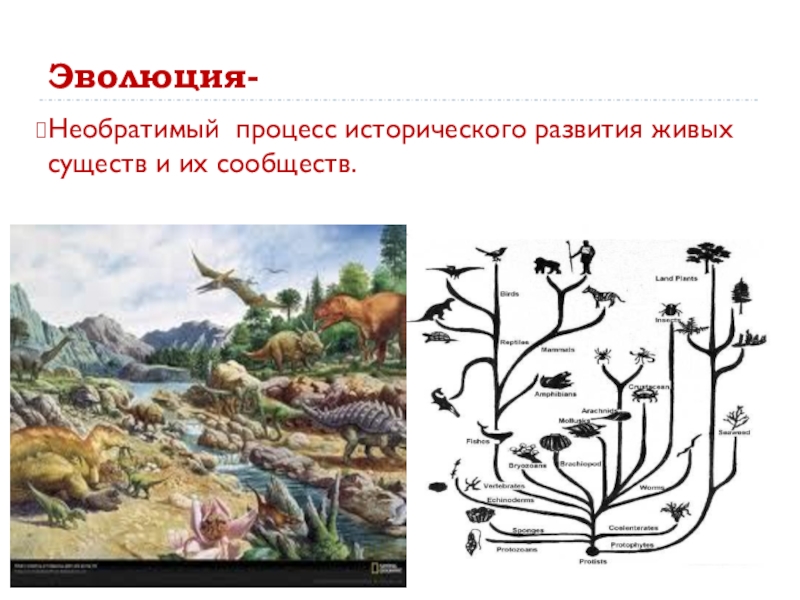 Процесс исторического развития. Эволюция необратимый процесс. Эволюция живых существ. Эволюция это процесс исторического развития. Историческое развитие живой природы.