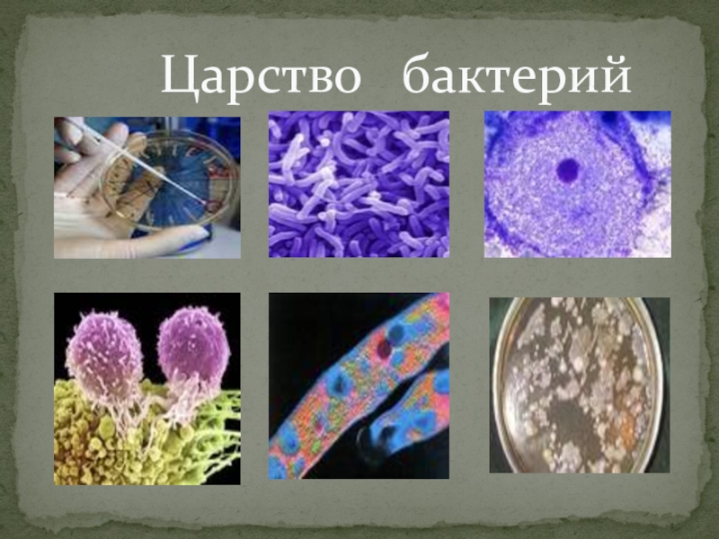 Бактерии примеры. Царство бактерий. Бактерии царство бактерий. Бактерии царство живой природы. Представители царства бактерий.