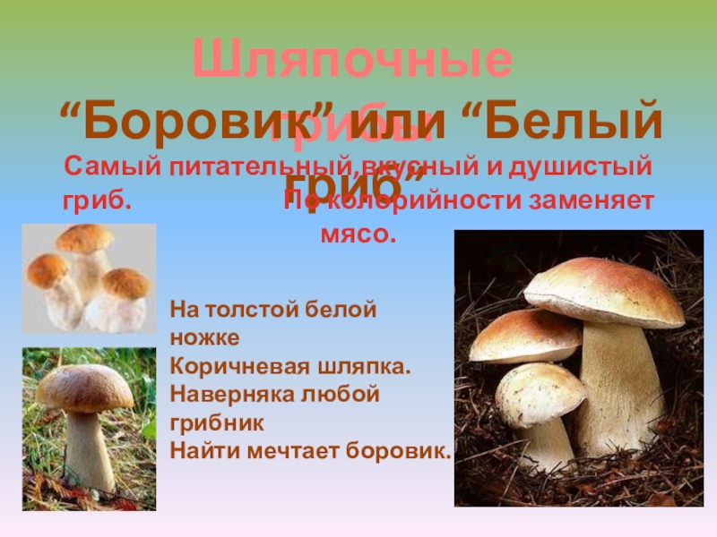 Грибы белые грибы шляпочные грибы. Грибы Шляпочные Боровик. Шляпочные грибы белый гриб. Съедобные Шляпочные грибы. Боровик шляпочный гриб или нет.