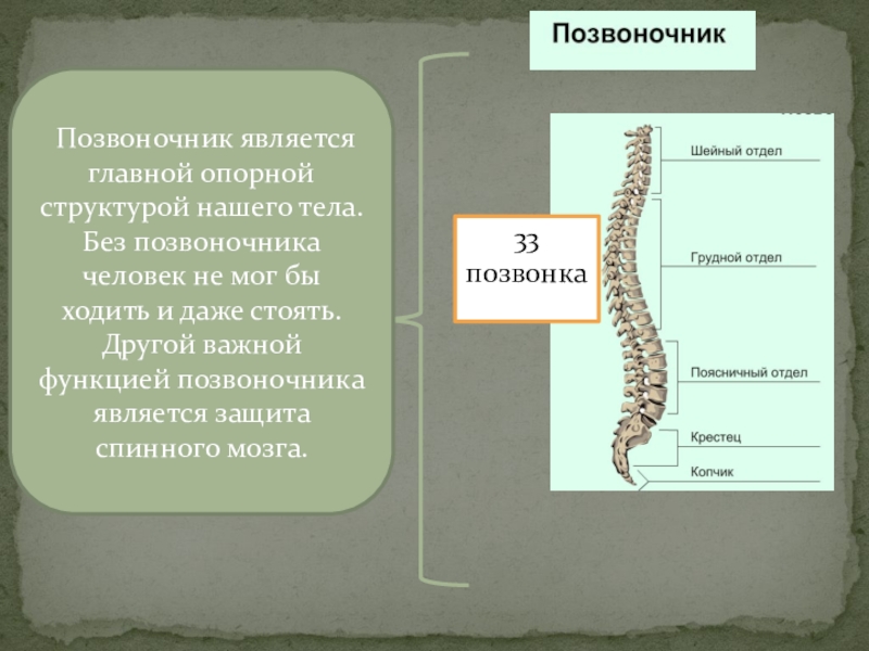 Позвоночные 7 класс презентация