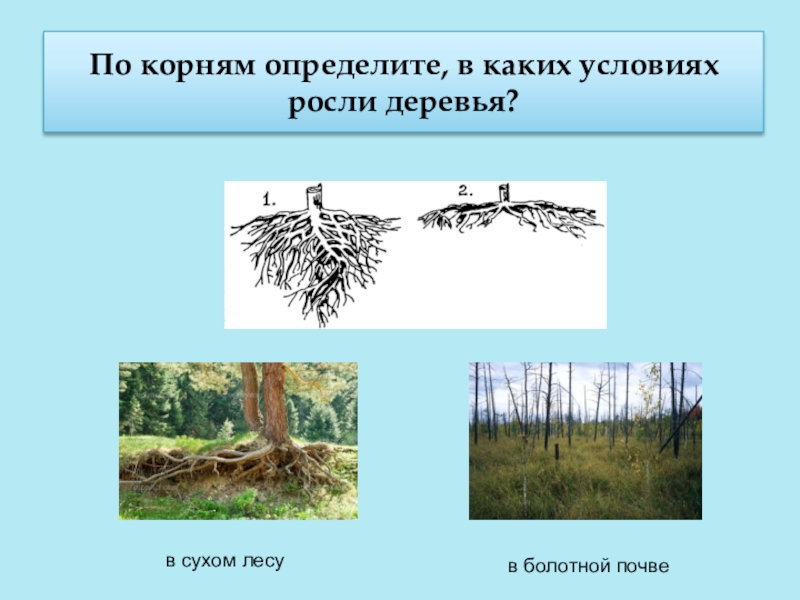 Определенной корень. Какие деревья растут на болотистой почве. Отличить корень. Понимать корень. Измерять корень.