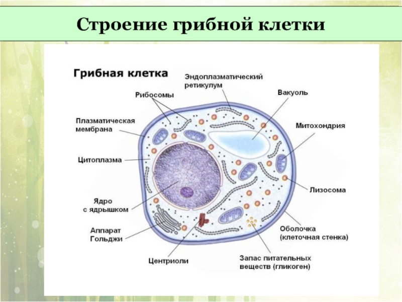 Отличие клетки гриба от бактерии