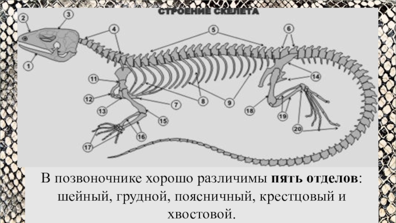 Позвоночник рептилий