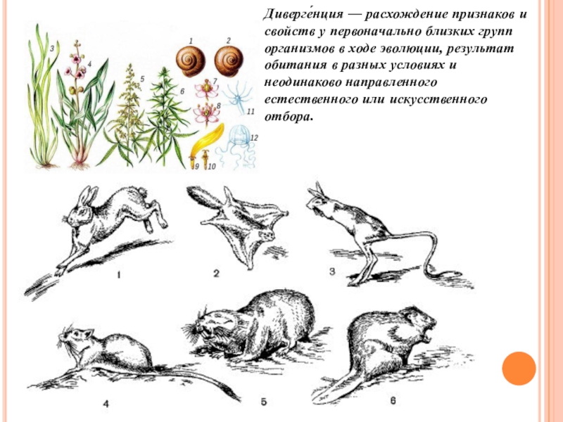 Процесс расхождения. Дивергенция расхождение признаков. Расхождение признаков организмов в ходе эволюции. Расхождение признаков и свойств у первоначально близких групп.. Дивергенция расхождение признаков организмов в ходе эволюции.