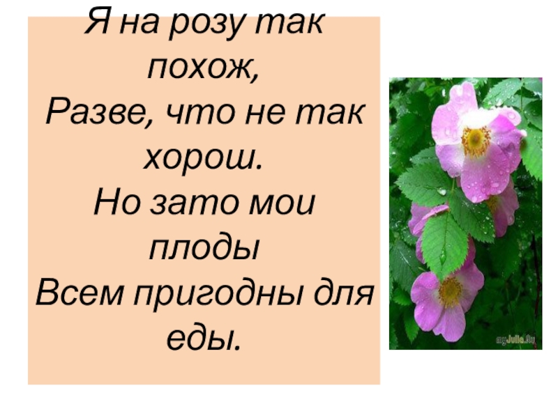 Разве похоже. Я не плод моих обстоятельств я плод моих решений. Садовод потереби мой плод. Я не плод моих обстоятельств я плод моих решений цитата.