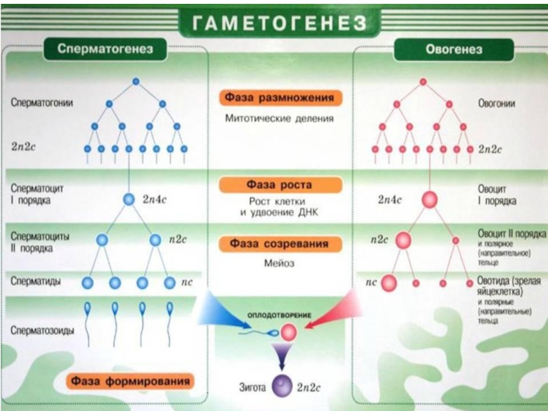 Процесс образования и созревания половых клеток. Гаметогенез. Гаметогенез у растений. Гаметогенез ВК.