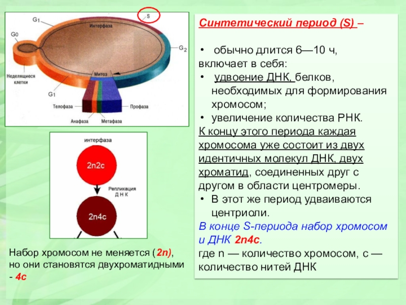 Синтетический период. Синтетический период набор хромосом. Синтетический период интерфазы набор хромосом. Синтетический период интерфазы.