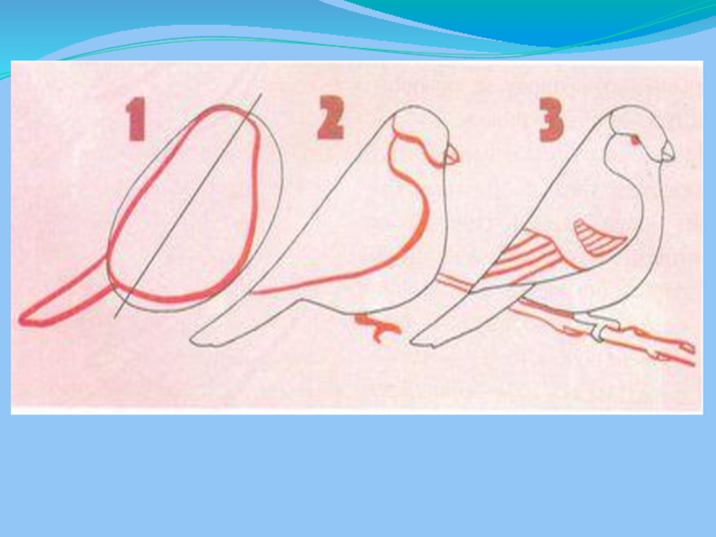 Презентация рисуем птицу 2 класс. Рисование 3 класс. Этапы рисования снегиря. Схема рисования снегиря в подготовительной группе. Поэтапное рисование птицы в старшей группе.