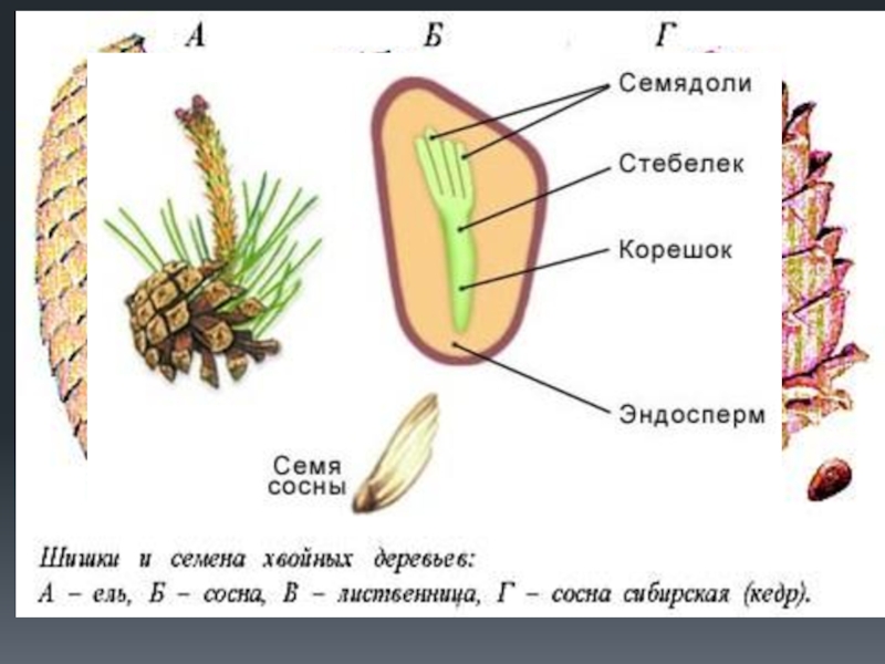 Строение семени ели рисунок