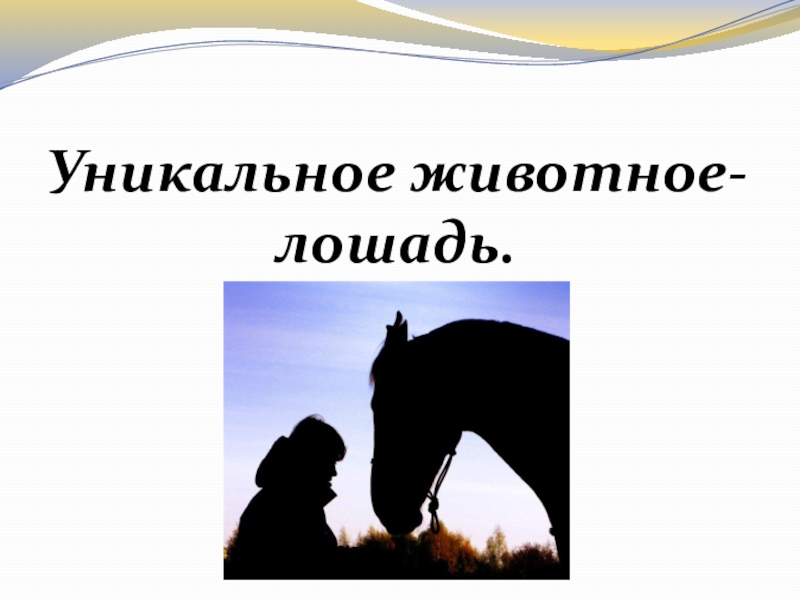 Презентация Лошадь и человек