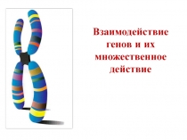 Презентация по биологии на тему: Взаимодействие генов