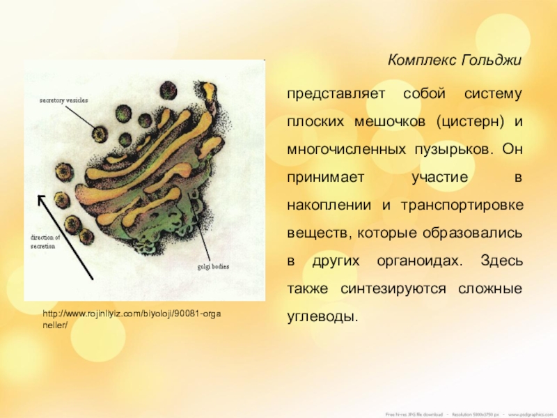 Комплекс гольджи особенности строения