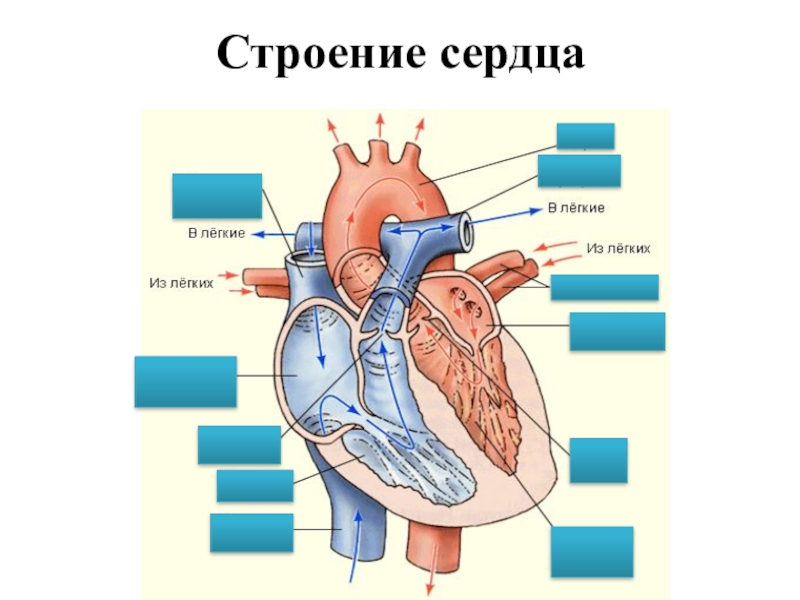 Биология строение сердца. Рис 41 строение сердца. Строение сердца 8 класс. Строение сердца 8 класс рисунок. Строение сердца воздушное.