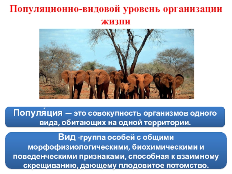 Особенности популяционно видового уровня жизни 10 класс биология презентация пономарева