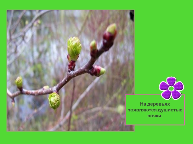 фет уж верба вся пушистая. смолистые пахучие почки. вот уже появились душистые. стихотворение есенина черемуха душистая. стих черёмуха 3 класс есенин.