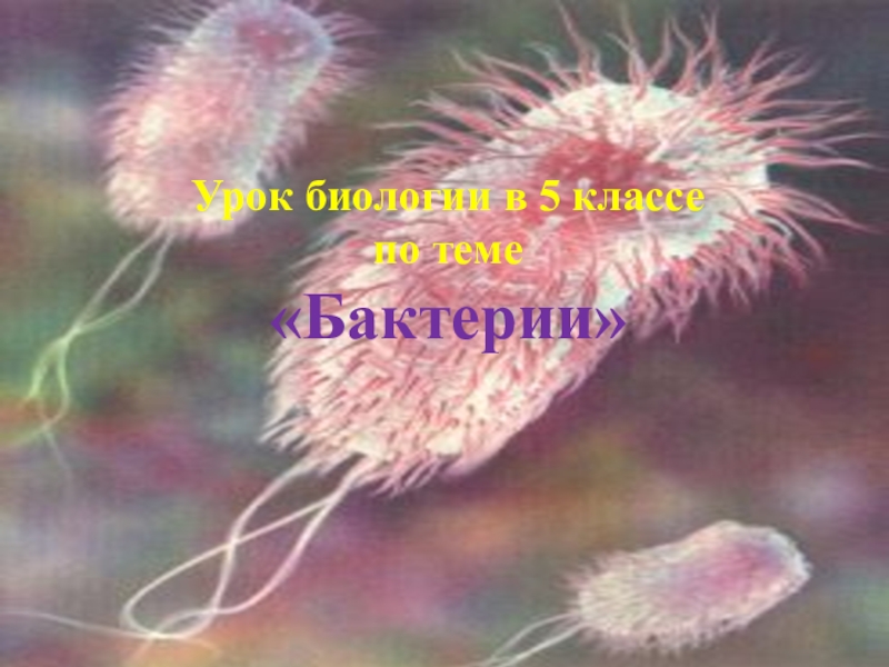 Презентация по биологии на тему Бактерии