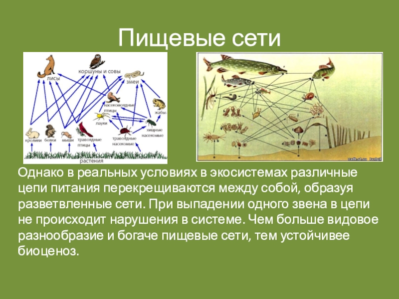 Пищевые связи в экосистеме 9 класс презентация