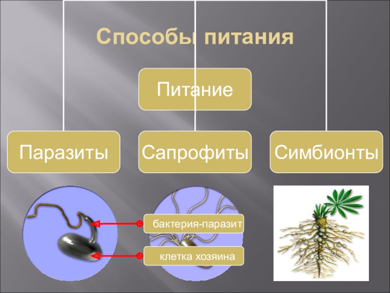 Способы питания клетки. Паразиты сапрофиты и симбионты. Способы питания паразитов. Бактерии сапрофиты симбионты и паразиты. Способ питания паразитов бактерий.