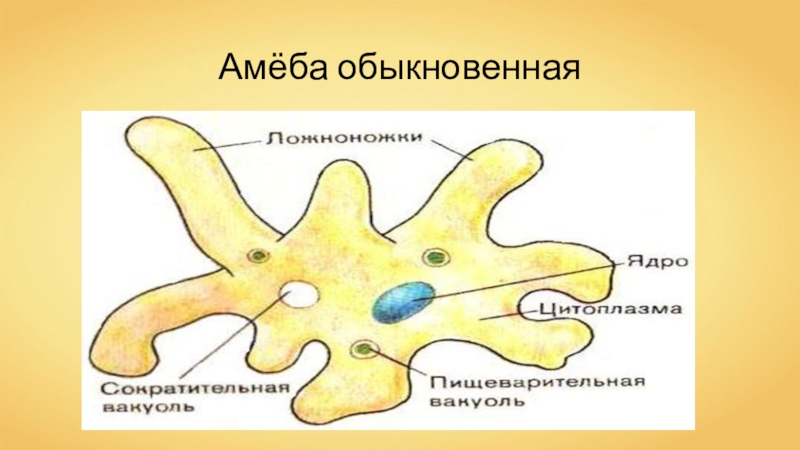 Что показано на рисунке биология 7 класс