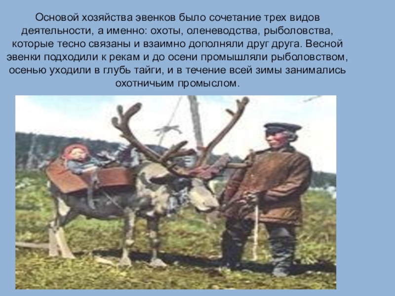 Животное новорожденному в семье эвенов. Традиции эвенков Красноярского. Занятия эвенков. Традиционные занятия эвенков. Хозяйство эвенков.