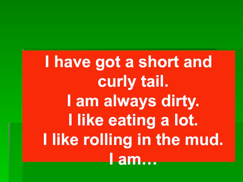 I have got a short and curly tail. I am always dirty. I like eating a lot.