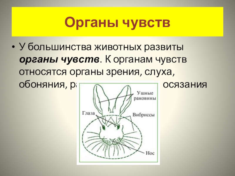 Органы чувств у животных 8 класс. Органы чувств животных. Органы чувств у большинства животных. Какие органы чувств есть у большинства животных. Основные органы чувств животных.