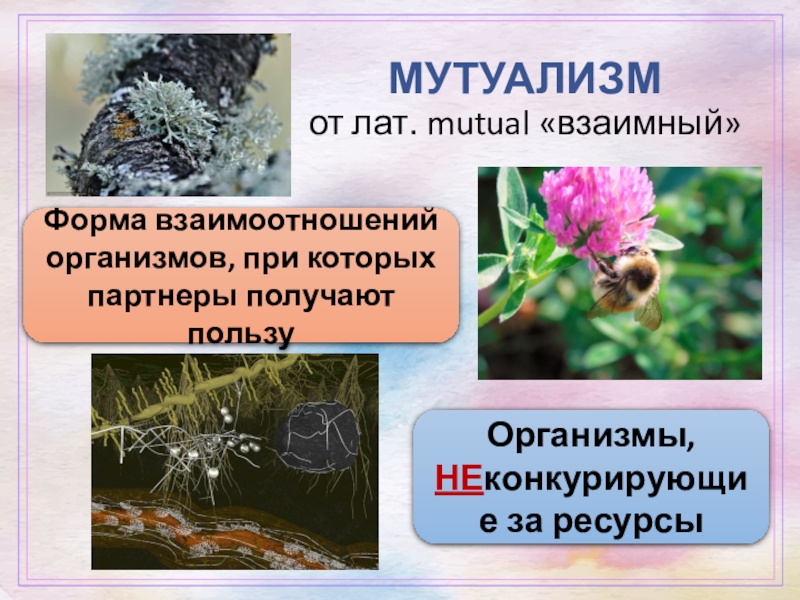 Выберите пример мутуализма. Мутуализм. Примеры мутуализма в природе. Мутуализм это в экологии. Мутуализм примеры.