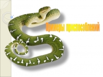 Презентация по теме приспособленность