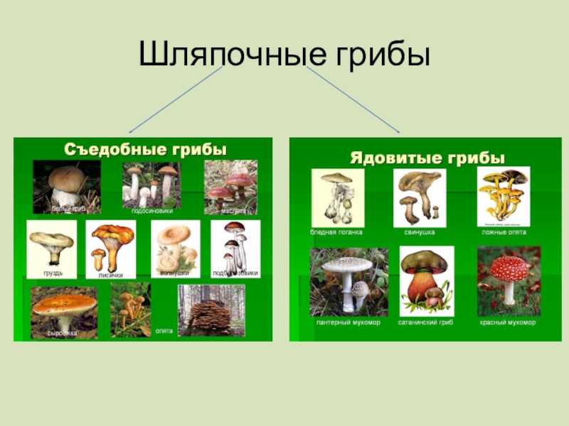 Презентация грибы шляпочные грибы