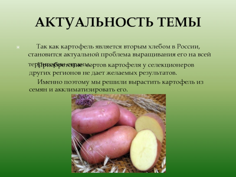 Сколько лет картофелю. Картофель презентация. Доклад о картошке. Актуальность картофеля. Презентация на тему картофель.