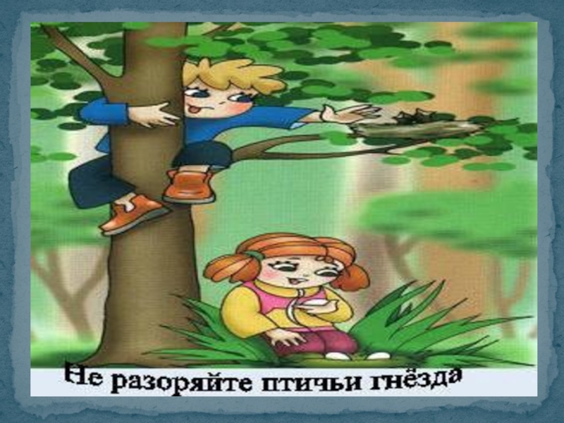 Не разоряйте птичьи гнезда. Разоряют птичьи гнезда. Разоряют птичьи гнезда. Разорение гнезд птиц. Ломать деревья.