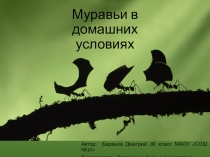 Презентация к выступлению на НПК. Тема Содержание муравьёв в домашних условиях.