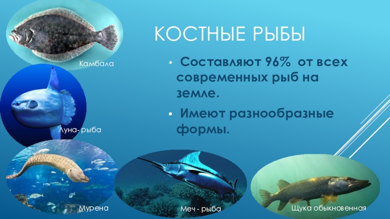 Биология 7 класс параграф рыбы. Презентация костяные рыбы. Биологическое разнообразие рыб. Презентация на тему костные рыбы. Презентация костяныерыюы.