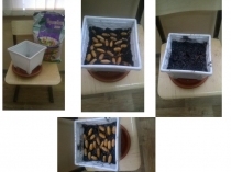 От желудя - к дереву