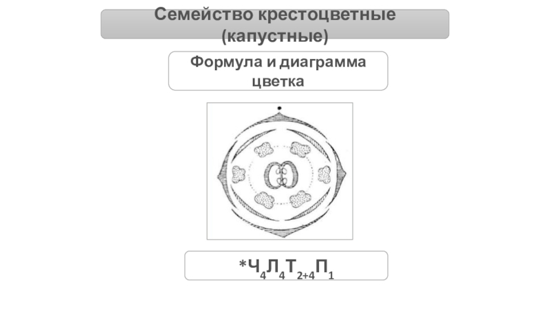 Крестоцветные формула цветка. Диаграмма цветка крестоцветных.