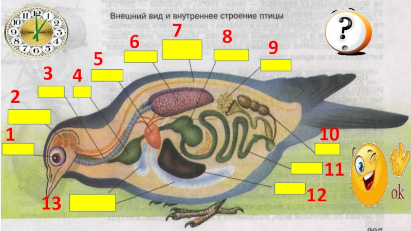 Игра по биологии 7 класс презентация