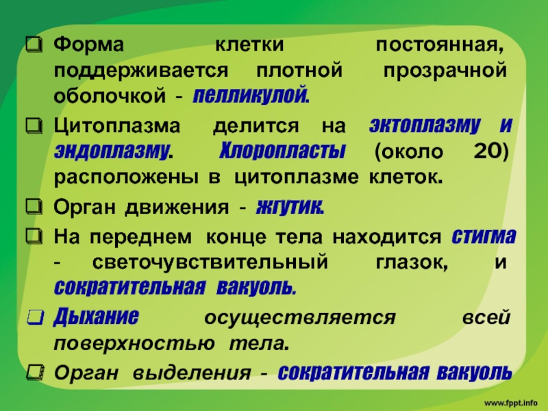 Клетки неизменного. Цитоплазма делится на эндоплазма. Каждая клетка имеет плотную прозрачную оболочку.