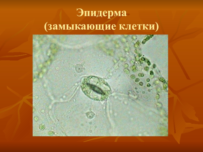 Эпидерма. Основные клетки эпидермы. Эпидерма замыкающие клетки. Строение клеток эпидермы. Клетка эпидерма замыкающие клетки.