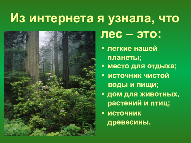 Презентация лес 2 класс. Лес легкие планеты презентация. Лес для презентации. Лес легкие нашей планеты презентация. Леса легкие нашей планеты.