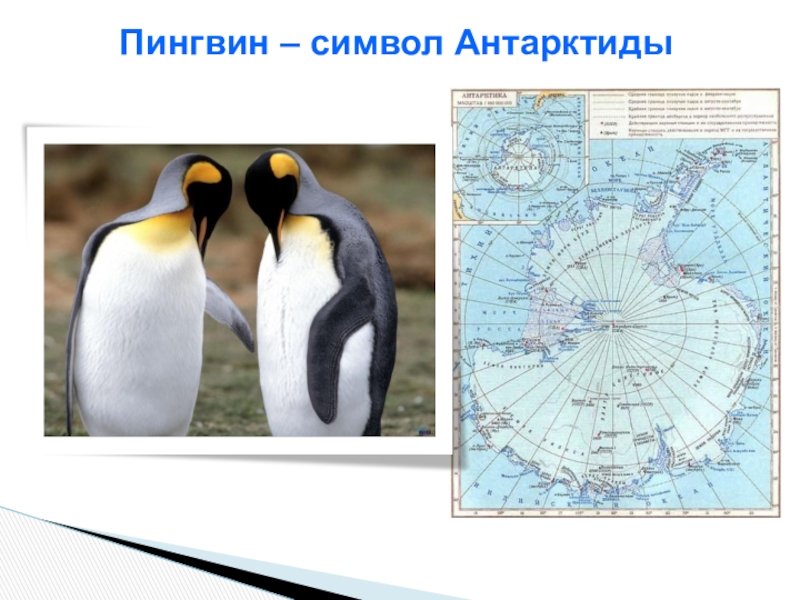 Где живут пингвины материк. Антарктида материк пингвины. Символ Антарктиды. Пингвин символ Антарктиды. На каком материке живут пингвины.