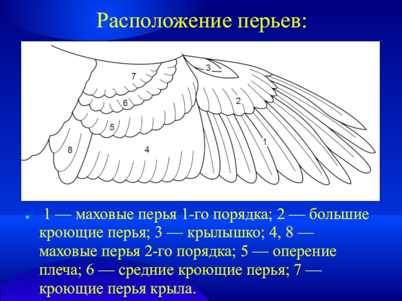 Расположение перьев у птиц. Первостепенные маховые перья прикрепляются к. Маховое перо строение. Маховые перья второго порядка. Маховые перья расположены на.