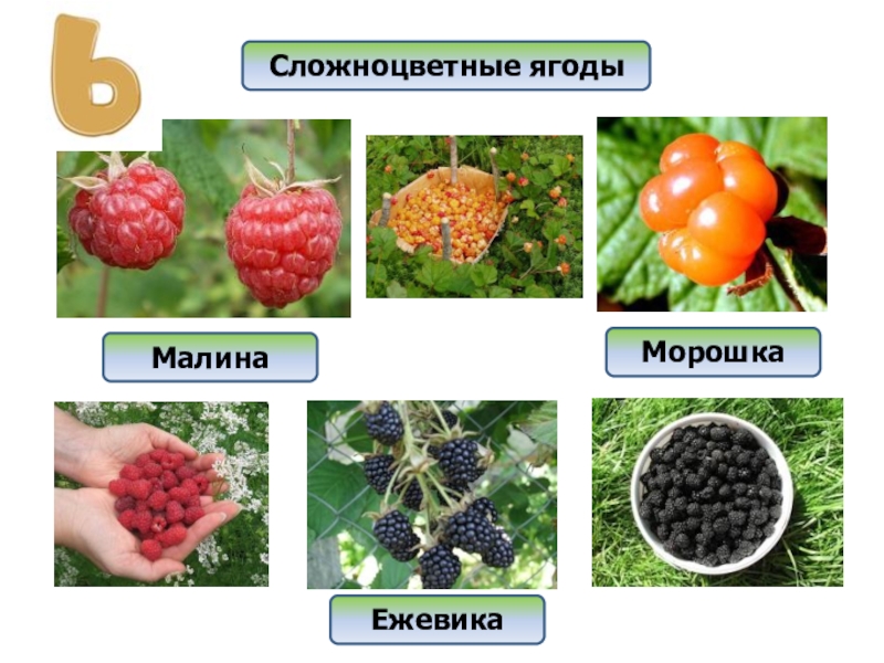 Ягоды какое семейство. Малина ежевика Морошка. Сложноцветные плодово ягодные. Ягода примеры. Ягода примеры растений.