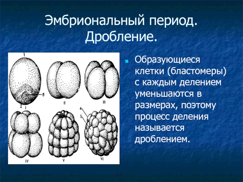 Этапы эмбрионального деления