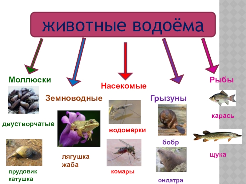 Пищевая цепь в аквариуме