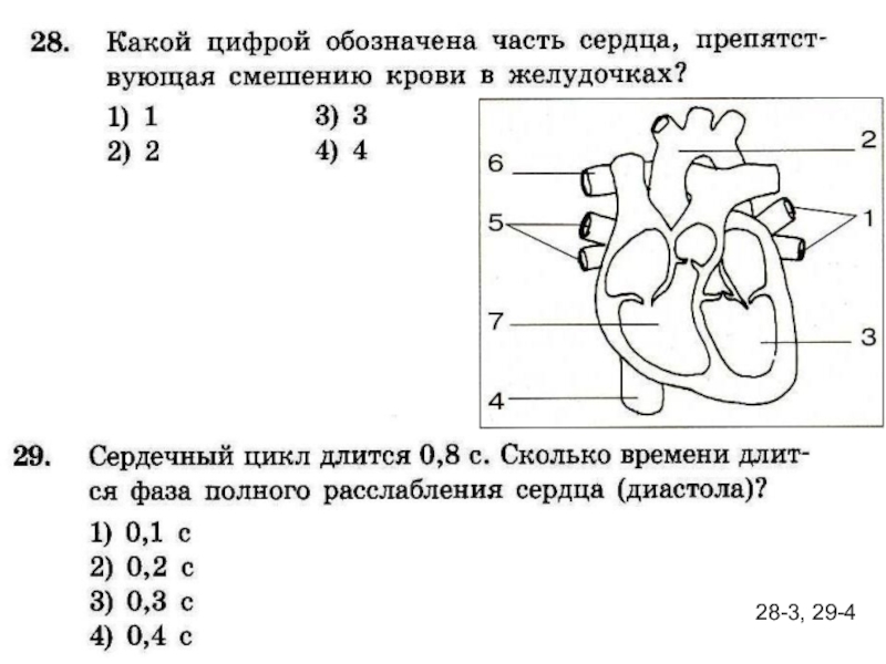 Под какой цифрой обозначена. Какие части сердца обозначены цифрами. Какие части сердца обозначены цифрами 1-7. Обозначьте на схеме части сердца цифрами. Обозначение на рисунке части сердца.