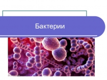 Бактерии (6 класс)